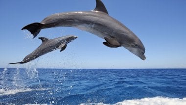 Dolphins jumping out of the water Wallpaper