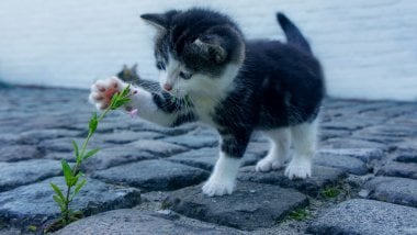 Gato jugando con una flor Fondo de pantalla