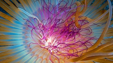 Jellyfish\'s tentacles Wallpaper