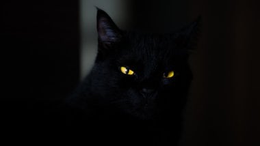 Gato Negro en la oscuridad Fondo de pantalla