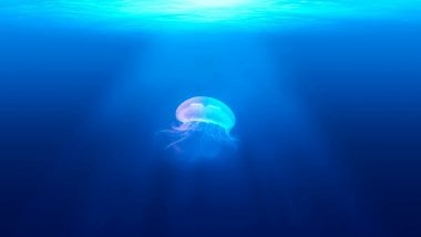 Jellyfish underwater Wallpaper