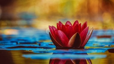 Lotus floating in water Wallpaper