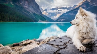 Samoyed in lake and mountains Wallpaper