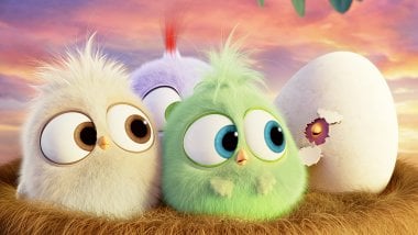 Angry Birds Hatchlings Wallpaper