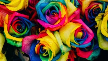 Rosas coloridas Fondo de pantalla