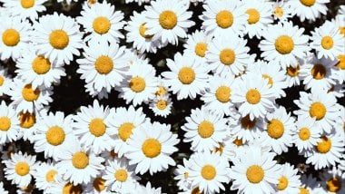 Chamomille flowers Wallpaper