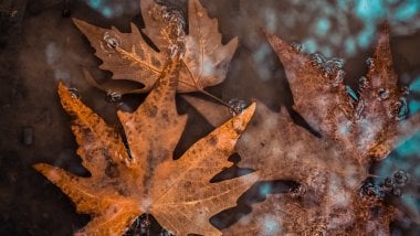 Fallen Leaves in water Wallpaper