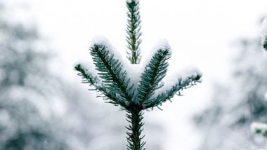 Pine with snow Wallpaper