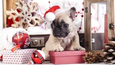 Cachorro Pug festejando Navidad Fondo de pantalla