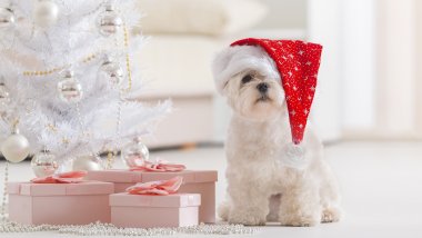 Puppy celebrating Christmas Wallpaper