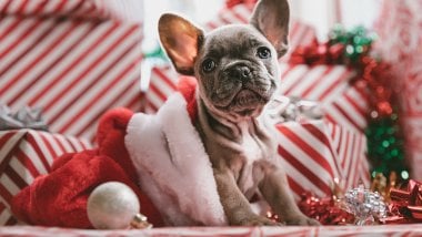 Cachorro festejando Navidad Fondo de pantalla