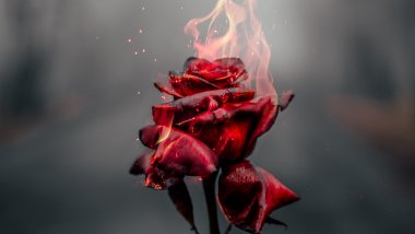 Rose in fire Wallpaper