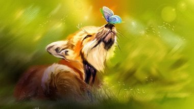 Fox with butterfly in nose Wallpaper
