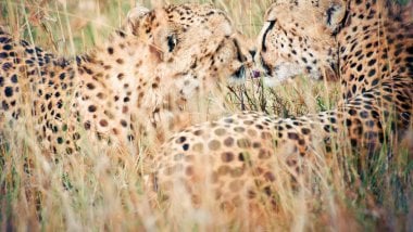 Leopardos en hierba Fondo de pantalla