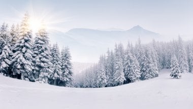 Pinos en bosque nevado en invierno Fondo de pantalla