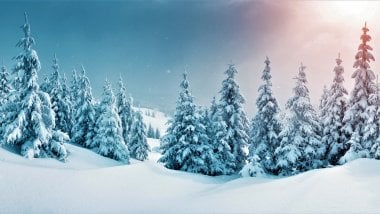 Pine trees in snowy forest Wallpaper