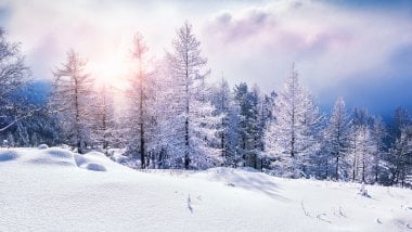 Pine trees in winter at sunset Wallpaper