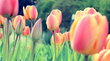 Tulipanes Fondo de pantalla