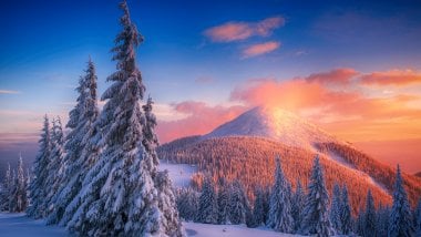Snowy pine trees at sunset in mountains Wallpaper