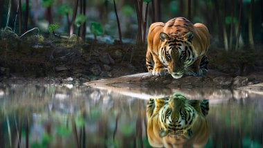 Tigre reflejado en lago Fondo de pantalla