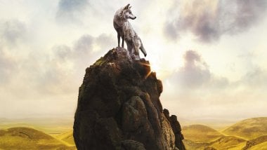 Lobo arriba de una roca Fondo de pantalla