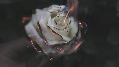 Rosa blanca en fuego Fondo de pantalla