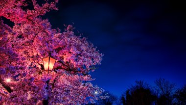 Cherry blossom at night light Wallpaper