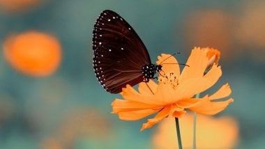 Mariposa en una flor Fondo de pantalla