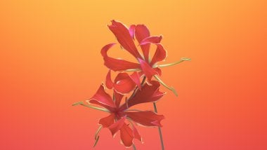 IOS 11 Flower Gloriosa Wallpaper