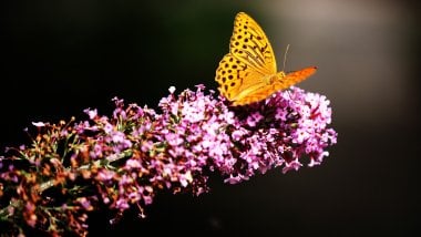 Butterfly Wallpaper ID:4768