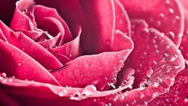 Rose with drops of water Wallpaper
