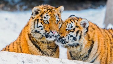 Dos tigres Fondo de pantalla