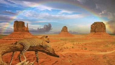 Leopardo en paisaje desértico con arcoiris Fondo de pantalla