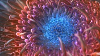 Digital anemone Wallpaper
