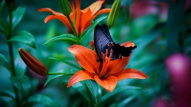 Mariposa en flor Fondo de pantalla