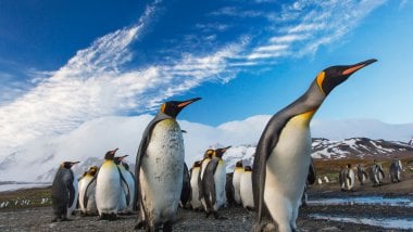 Pingüinos caminando Fondo de pantalla