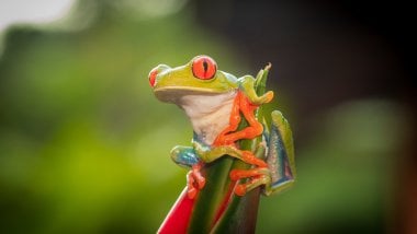 Red eye tree frog Wallpaper