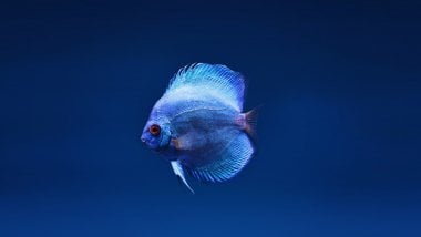 El pez disco azul Fondo de pantalla