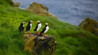 Group of puffins Wallpaper