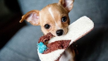 Cachorro Chihuahua Fondo de pantalla