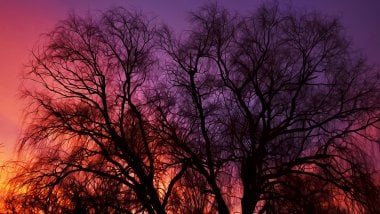 Painting of Tree Branches in the Sunset Wallpaper