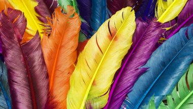 Colourful feathers Wallpaper
