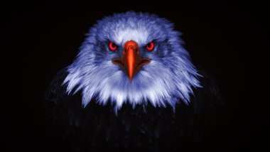 Brightened eagle Wallpaper