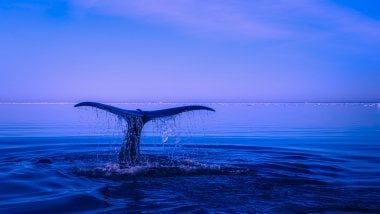 Cola de una ballena en el oceano Fondo de pantalla