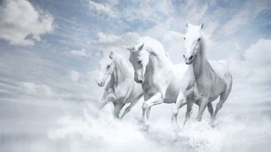 White horses Wallpaper