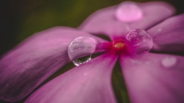 Flor con gotas de agua Fondo de pantalla