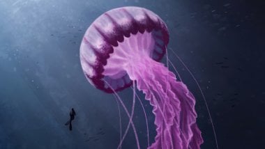 Medusa rosa bajo el mar Fondo de pantalla