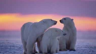Familia de osos polares Fondo de pantalla