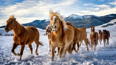 Horse Fondo ID:5785