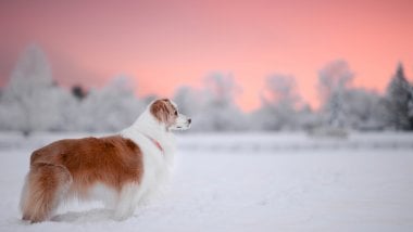 Dog in the snow Wallpaper
